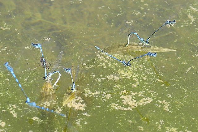 In un laghetto:  Coenagrion scitulum e Ischnura elegans